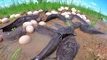 wow best hand fishing, catch fish & pick duck eggs ln the rice field catch a lot of