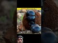 3 Aise Animal #amazingfacts #animals #facts #factsinhindi #youtube