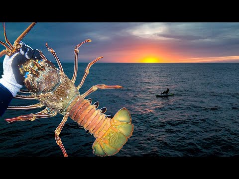 Night Diving for Giant Hawaiian Lobster