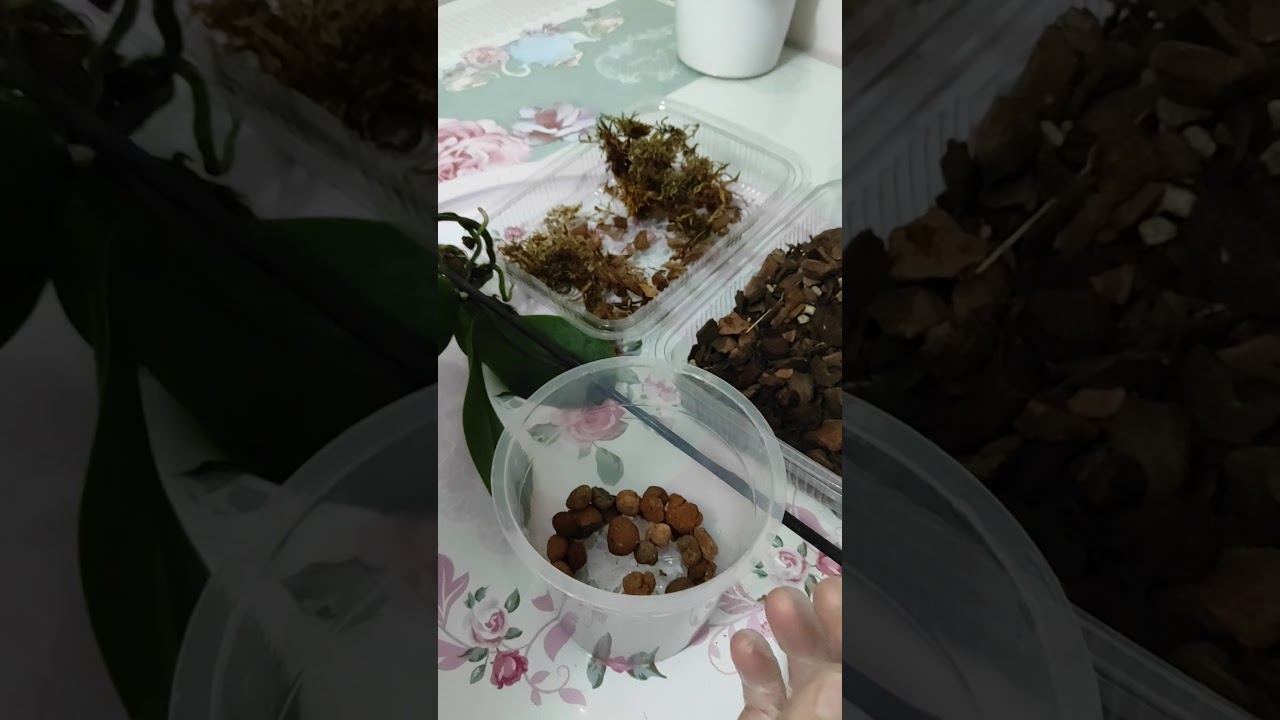 Orkidenin toprak, saksı değişimi nasıl yapılır
