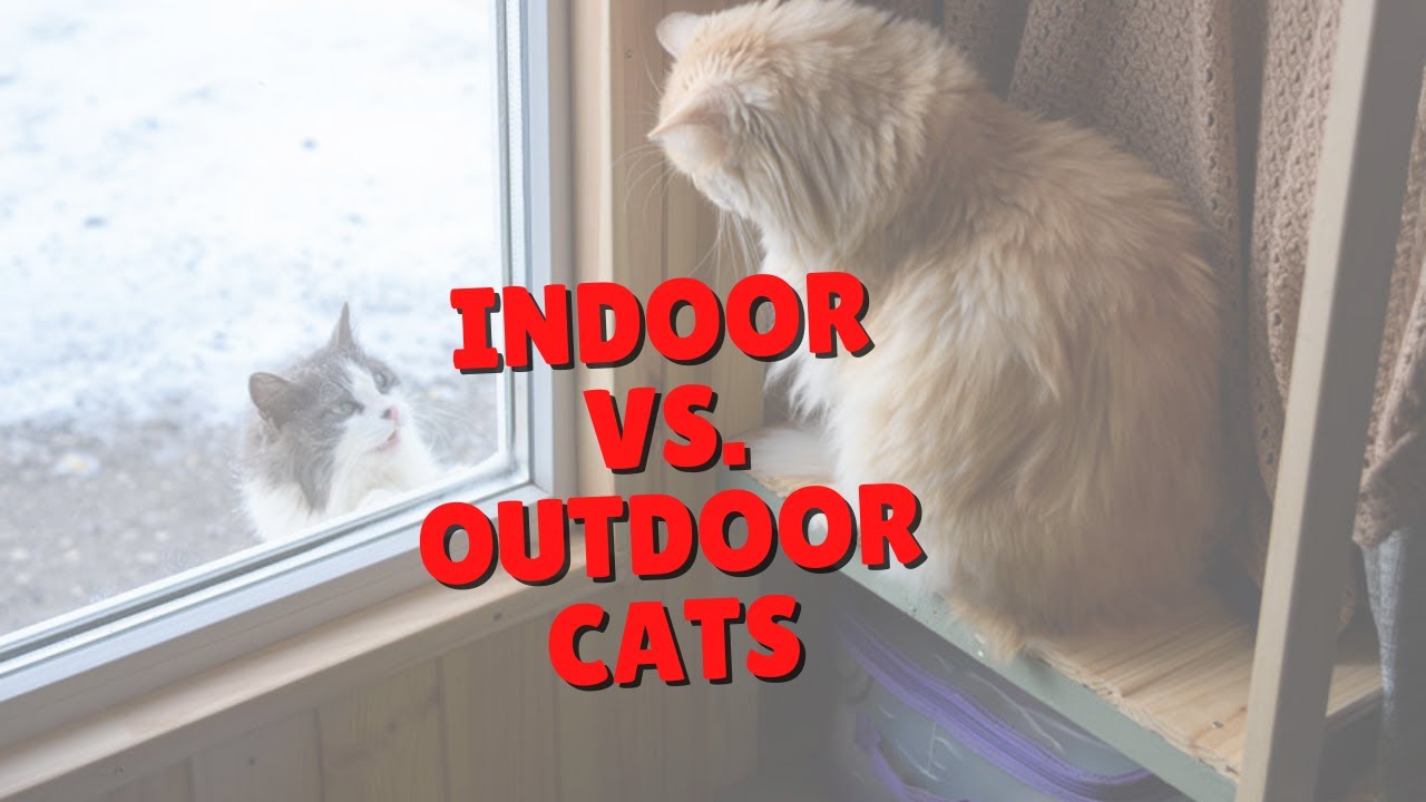 Indoor Cats vs. Outdoor Cats