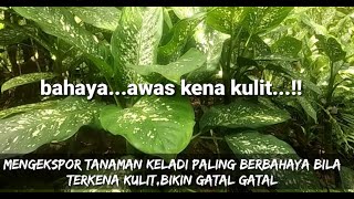 mengekspor tanaman keladi paling berbahaya bila terkena kulit,bisa biki gatal gatal..