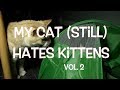 My cat still hates kittens  vol  2