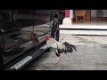 Pertarungan Ayam vs Mobil