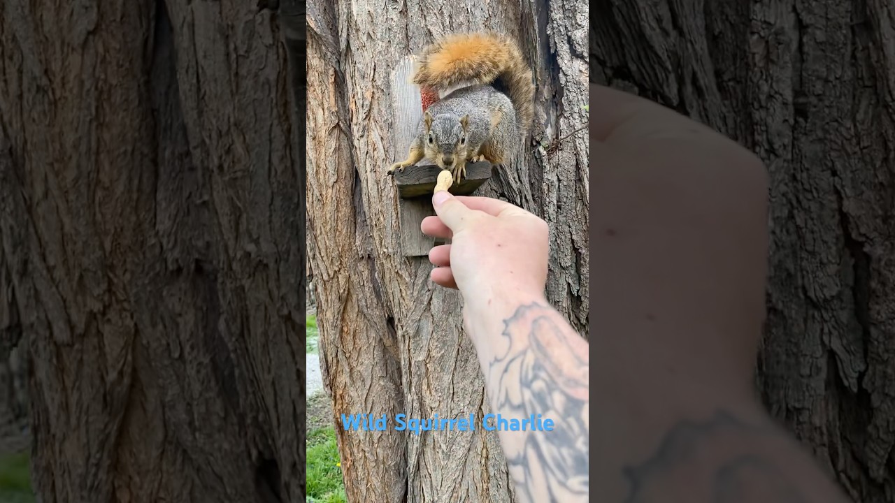 Hand feeding wild squirrel 