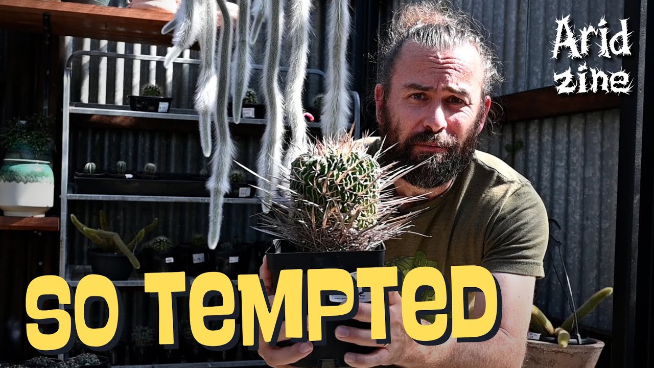 A cactus shopping spree: rare plants and tough decisions