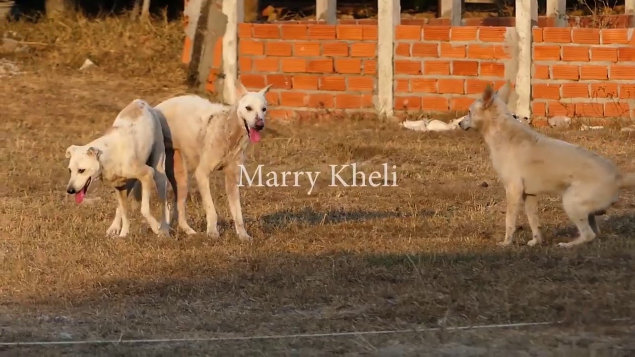 DOGS FIGHT FOR FEMALE JEALOUSY YouTube