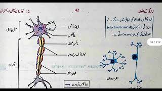 Human Nervous System,Nerve Cell Or Neuron,Sensory Neuron,Inter Neuron,Motor Neuron,Nerve, In Urdu 10
