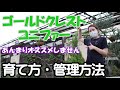 ゴールドクレスト　コニファー　育て方・管理方法【おうちでガーデニング】開花園チャンネル