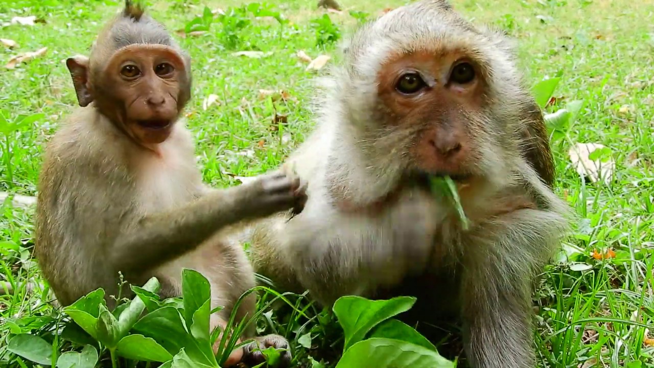 Little baby monkey Timo growth, What baby Timo doing like this on special point