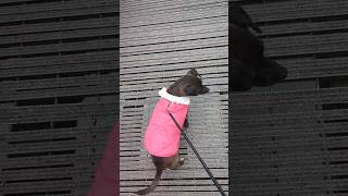 Ella Loves Her New Pink Coat