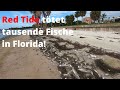 Red Tide tötet tausende Fische in Florida!