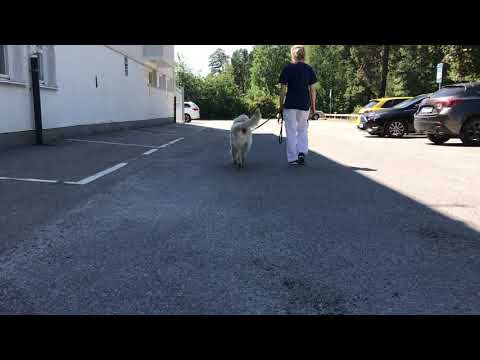 Video: Man Amputerade Lemmar Eftersom En Hund Slickade Honom