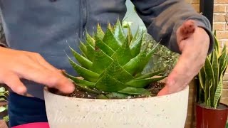 Aloe X Gasteria Plant