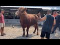 BERBURU SAPI DI PERBATASAN