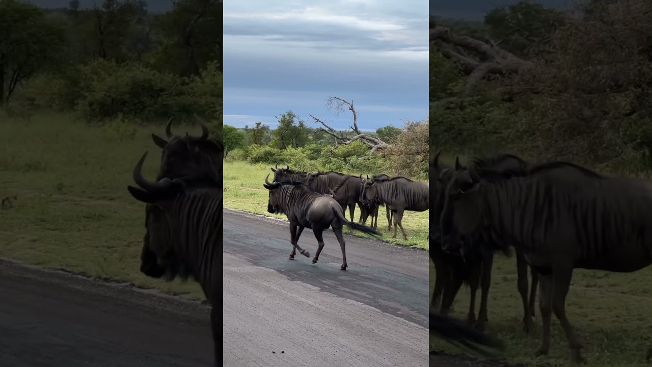 Will this Herd of Wildebeest fend off a Pack of Spotted African Wild Dogs…