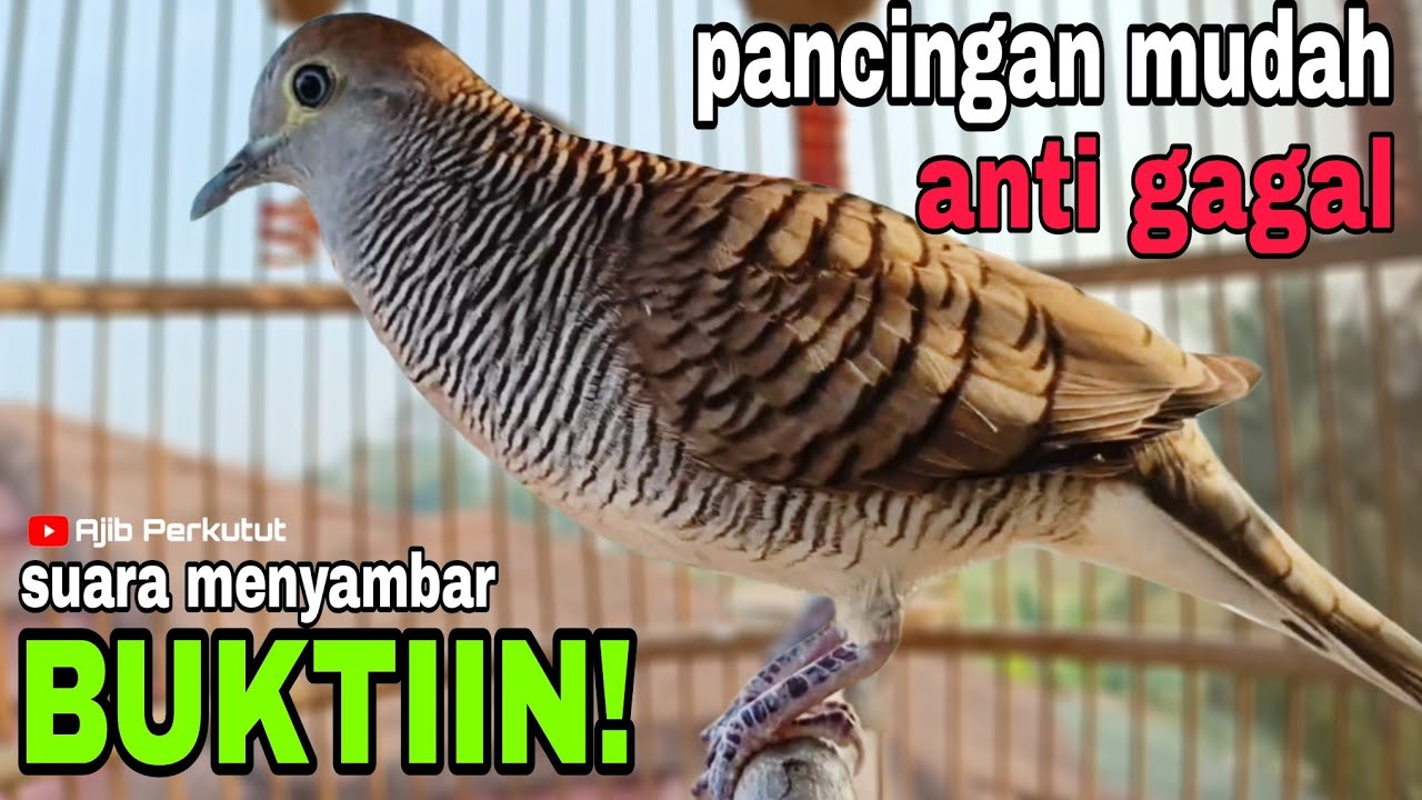 Perkutut Lokal Gacor | Suara Menyambar Pancingan Mudah Anti Gagal BUKTIIN‼️