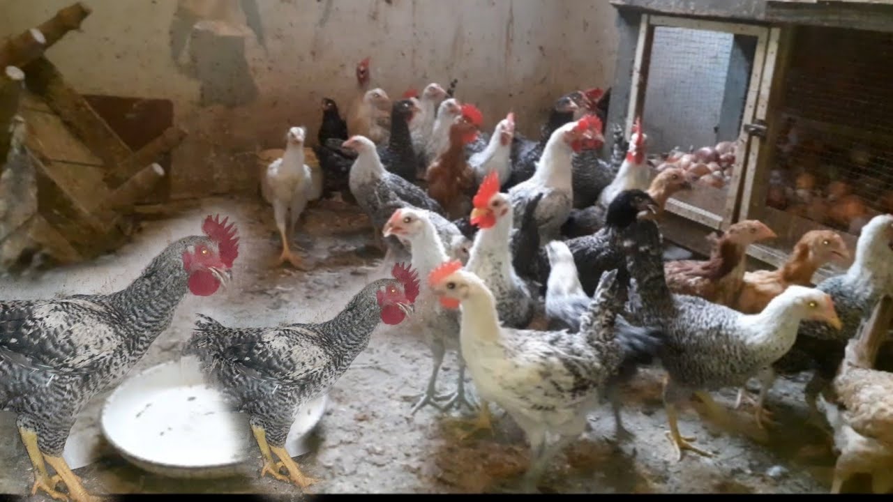 الفرق بين الفراخ الجميزة والرزى ومميزات وعيوب كل نوع وميزان الفراخ على عمر شهرين