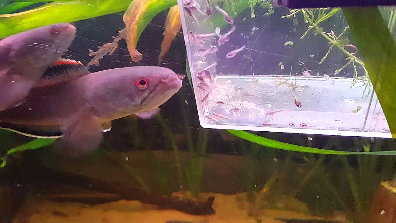 Snakehead Brooding Channa snakehead fireback breeding with fry - YouTube