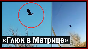 Два случая с зависшей в небе птицей, прославившейся как «Глюк в Матрице»