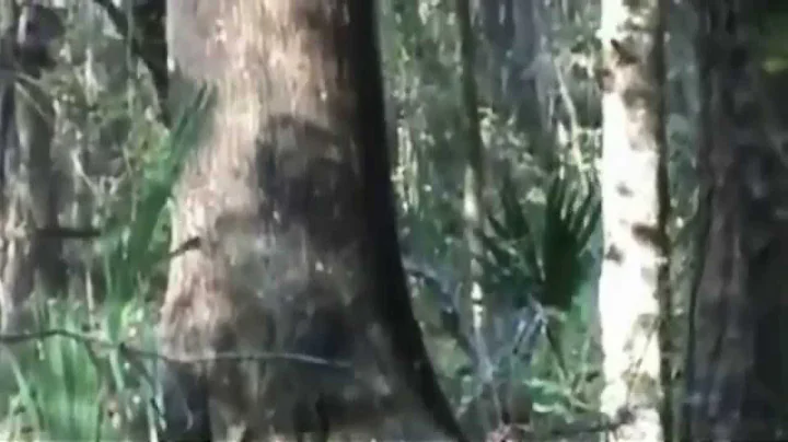 Stealth Bigfoot or Entity? Enhancement of Bob Garr...