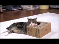 Funny and Cute Cats & Dogs Videos #3   Cats & Dogs Planet