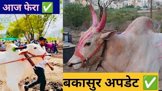 बकासुर अपडेट ✅ #shorts#bakasur#बकासुर#bailgadasharyat#cow#bull#bailgada#बैलगाडा#bailgadapremi#new 