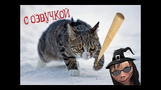Приколы с котами - Смешная озвучка животных - МЕГА - СБОРНИК - Самые смешные видео 2018 PSO