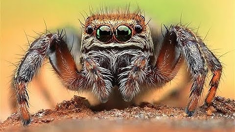 Fear of Spiders - Understanding Arachnophobia (6 Minutes)