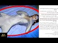 Download Lagu TERUNGKAP...! Misteri Putri Duyung Menurut Islam