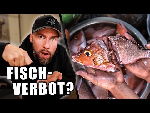 Video: Sollen Fische Fisch essen?