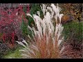 Мискантусы. Обрезка весной | Miscanthus. How to prune