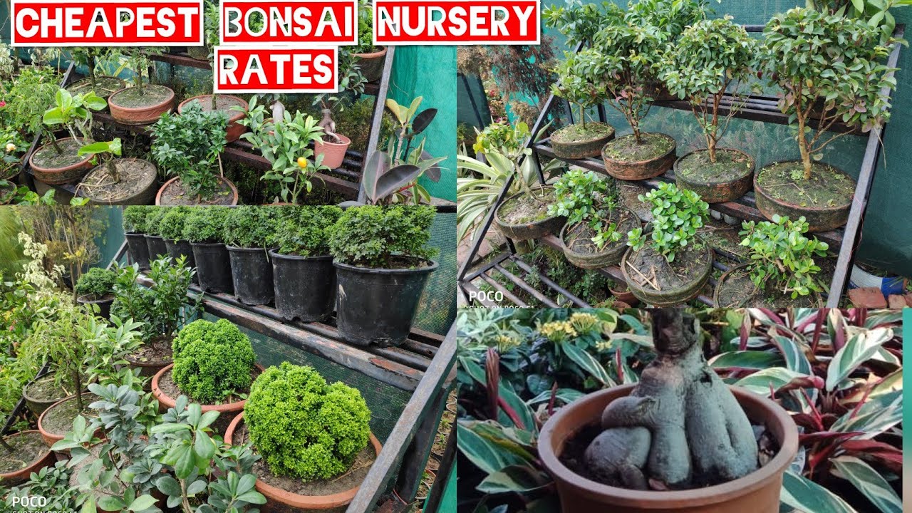 New nursery visit,Bonsai plants nursery rates,cheapest bonsai rates