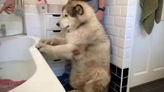 Giant Sulking Dog Hates Bath Time! He Does Everything He Can To Avoid It!!