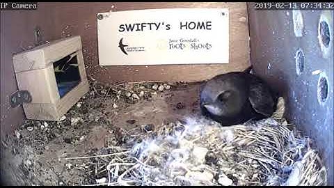 NO ENTRY - A Common Mayna tries to enter the Swift nest