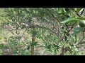 Penyebab Tanaman Jeruk Daunnya Kecil Kecil