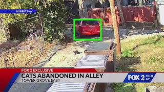 Caught-on-camera: Man seen abandoning cats in STL alley