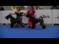 Kerry Blue Terriers on WDS2016