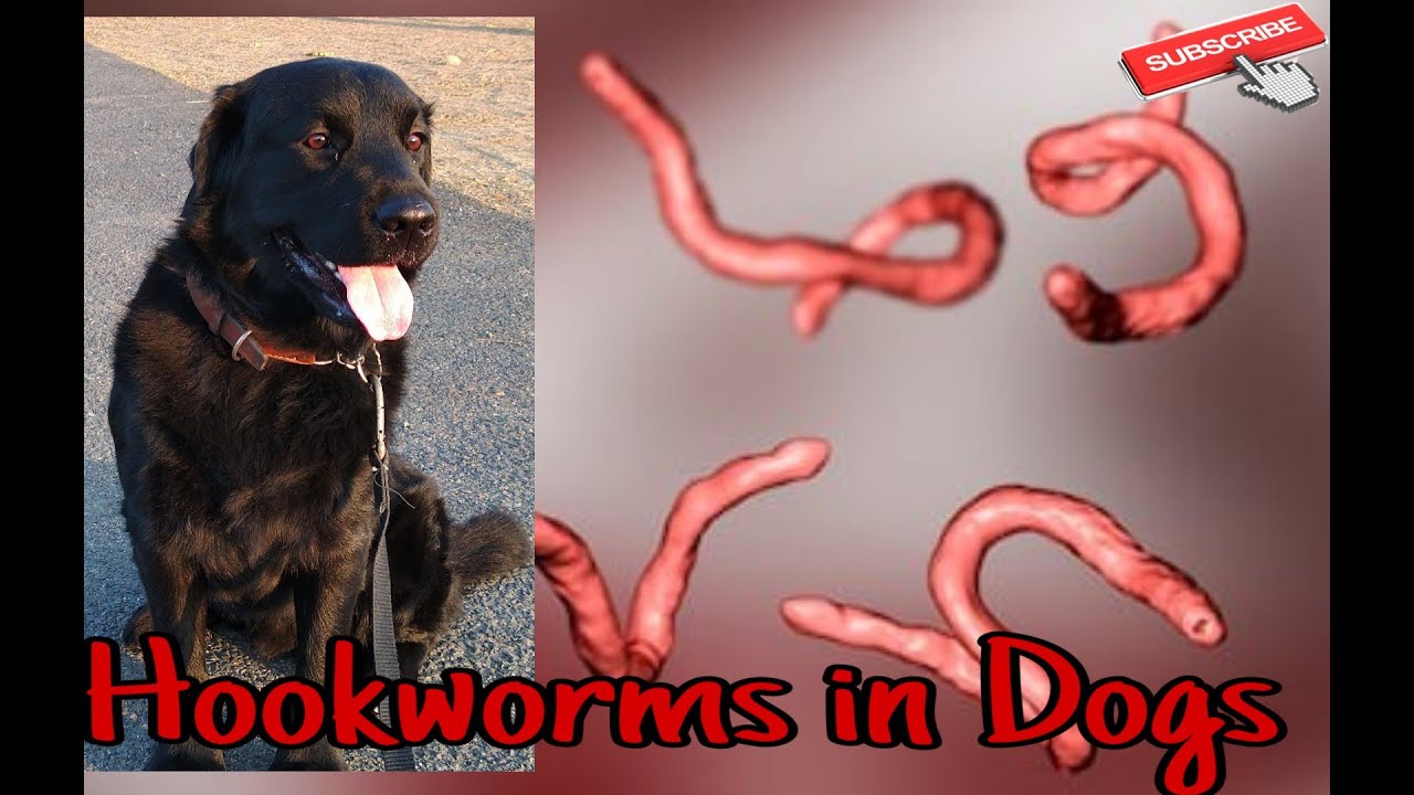 HOOKWORMS IN DOGS Worms In Dogs YouTube HOOKWORMS IN DOGS Worms In Dogs YouTube