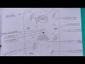 human cell diagram | human cell structure | eukaryotic cell diagram | कोशिका का चित्र | #shorts