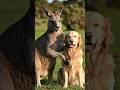 kangaroo ❤️ Dog.(Good Frienf)#shorts #shortvideo #youtubeshorts #shortsfeed #subscribe #viral