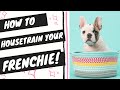 House train french bulldog (step-by-step potty training instructions)