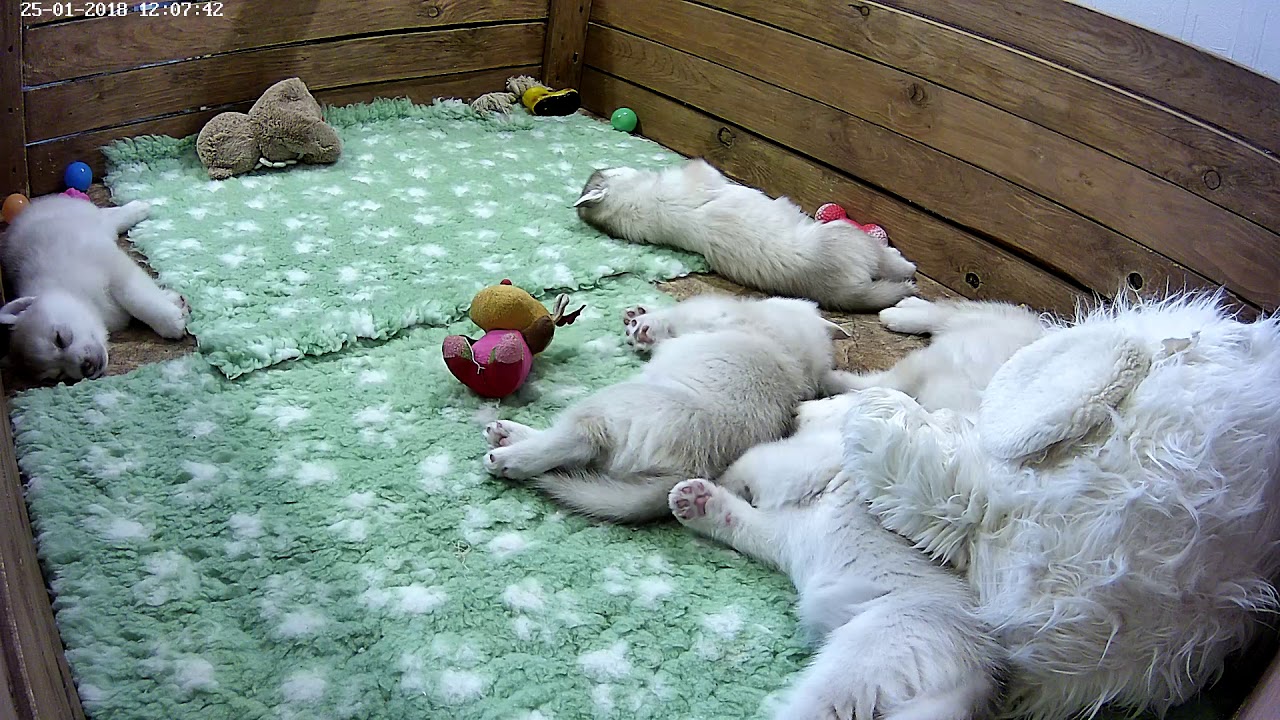 Хасята онлайн 25.01.2018 12:00 - 23:59 - YouTube