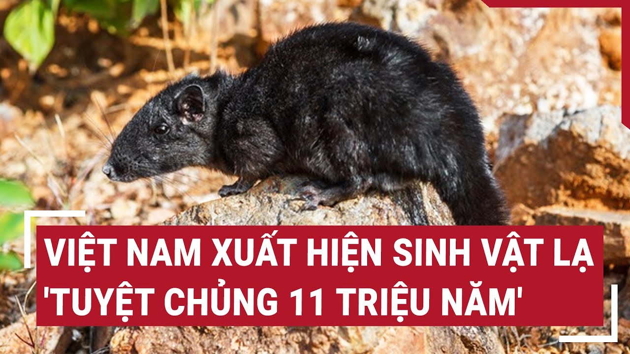 Người dân kể chi tiết bất ngờ khi đối mặt sinh vật lạ 'tuyệt chủng 11 triệu năm' ở Việt Nam