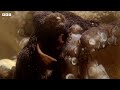 Nature’s Most Ingenious Hunters With Sir David Attenborough In 4K | BBC Earth