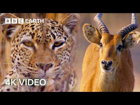 Nature&rsquo;s Most Ingenious Hunters With Sir David Attenborough In 4K | BBC Earth