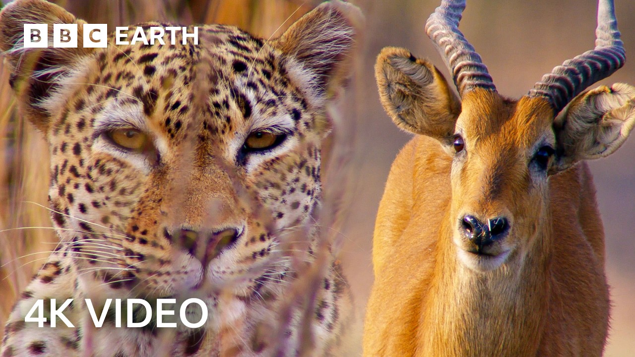 Nature’s Most Ingenious Hunters with Sir David Attenborough in 4K Nature’s Most Ingenious Hunters with Sir David Attenborough in 4K