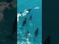 من حافة الانقراض إلى عودة مذهلة.. الحيتان الحدباء تتعافى! 🐋💙