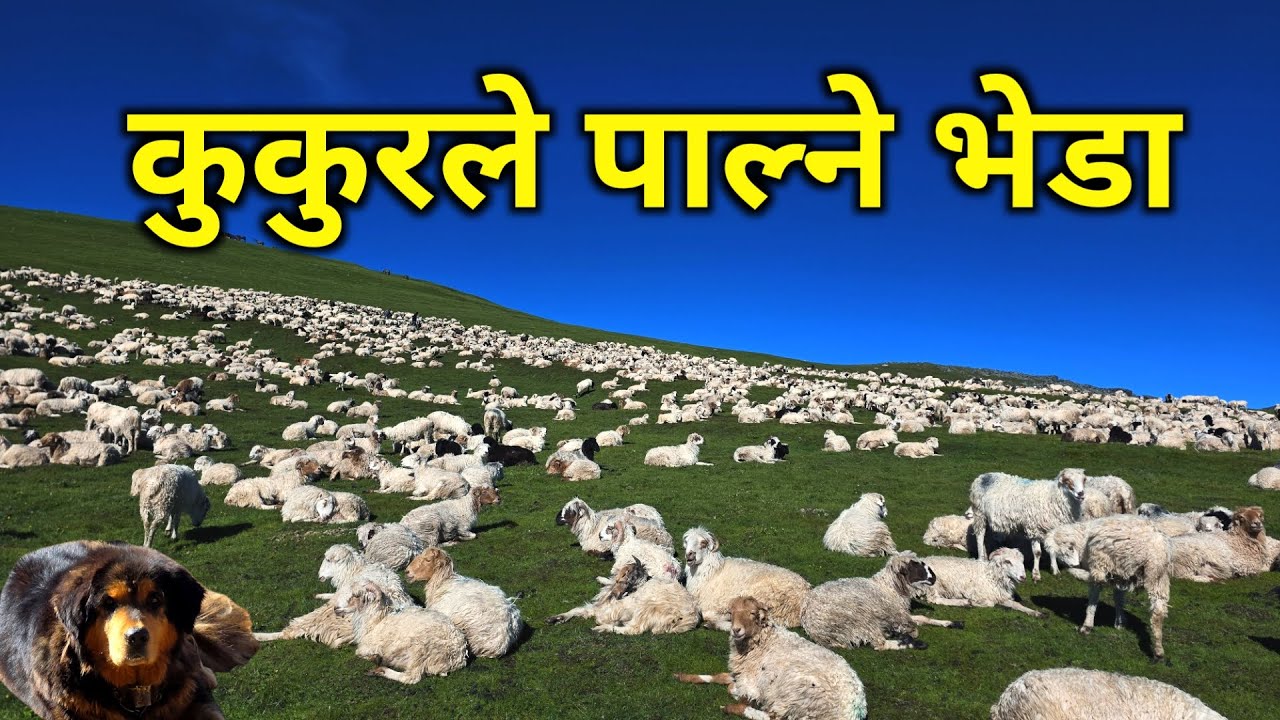रुकुम पुर्बमा अचानक भेटियो यस्तो भेडीगोठ | ६०० भेडा एउटै गोठमा | भेडा पाल्ने अचम्मको भोटे कुकुर