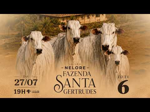 Lote 06 ONZE 1764 11 GAITA